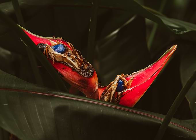 Exotic Heliconia Flower with Blue Seeds