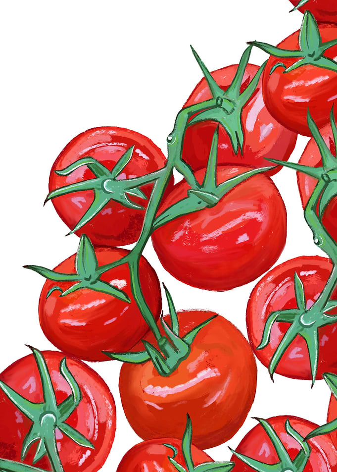 Fresh Red Tomatoes on Vine