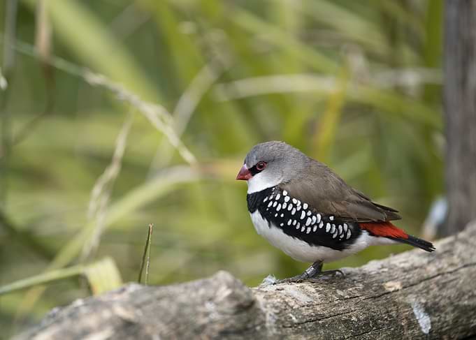 Diamond Firetail Bird on Branch