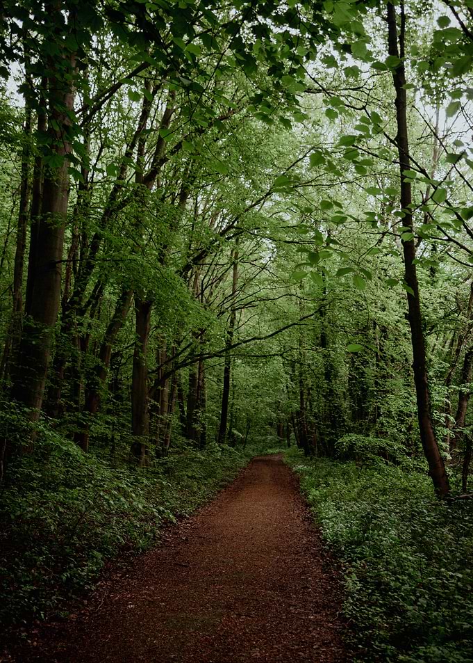 Serene Forest Path in Spring