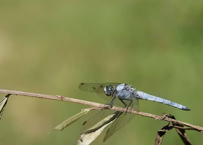 Blue Dragonfly Perched on Branch