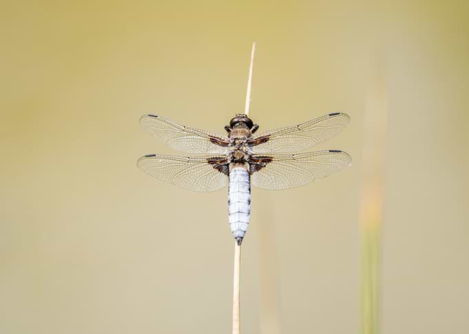 Broad-bodied Chaser Dragonfly on Reed