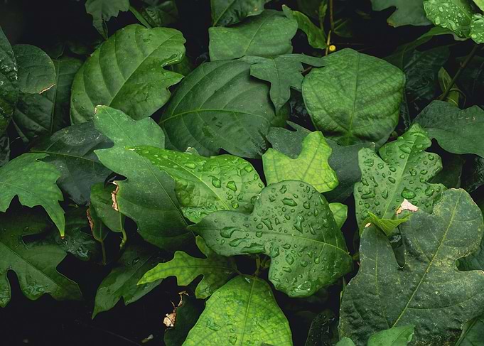 Dew-Covered Green Foliage