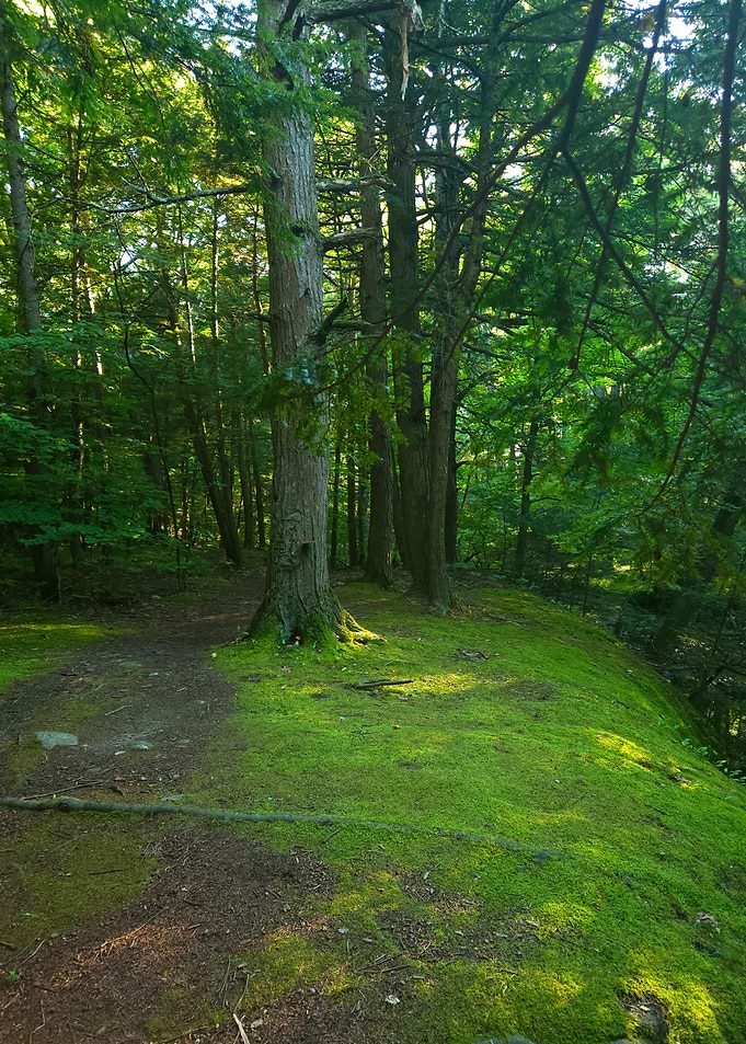 Sunlit Mossy Forest Path