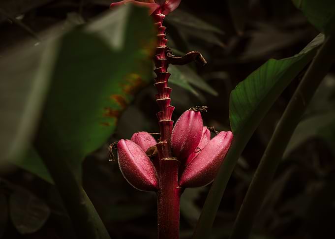Vibrant Pink Tropical Banana Flower