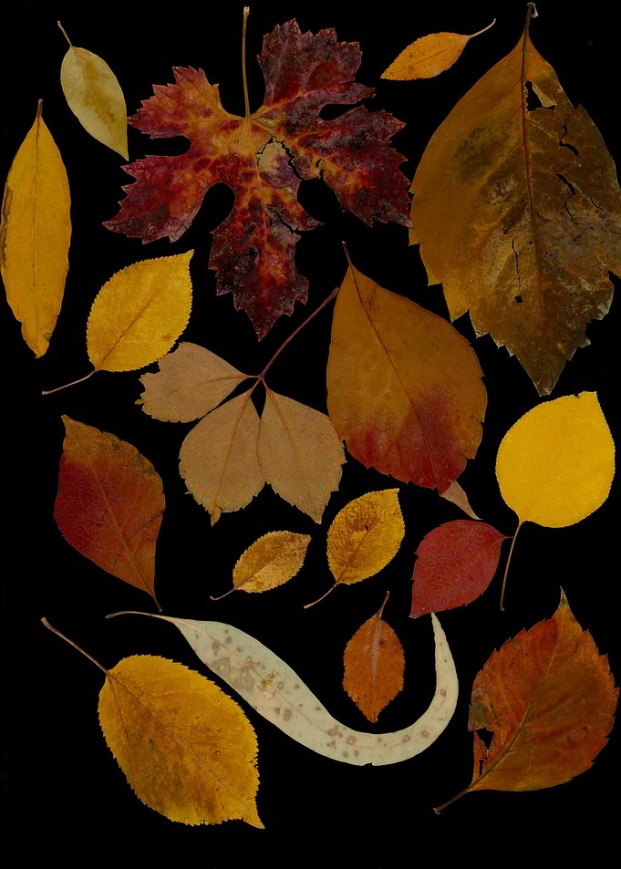 Autumn Leaves Collection – Botanical Wall Art