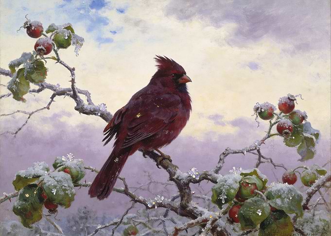 Northern Cardinal on Snowy Branch