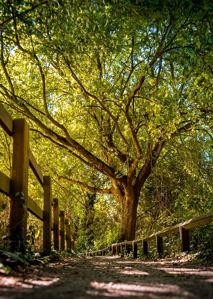 Sunlit Path Through Forest Trees