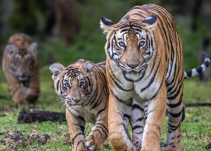 Tiger Mother and Cubs Walking