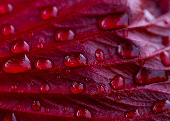 Macro Shot of Red Leaf with Dewdrops