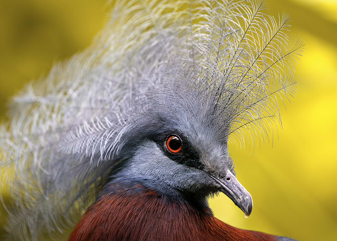 Western Crowned Pigeon Portrait