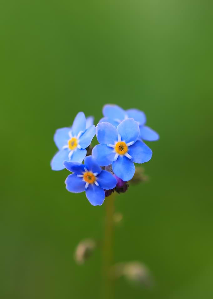 Delicate Blue Forget-Me-Not Flowers