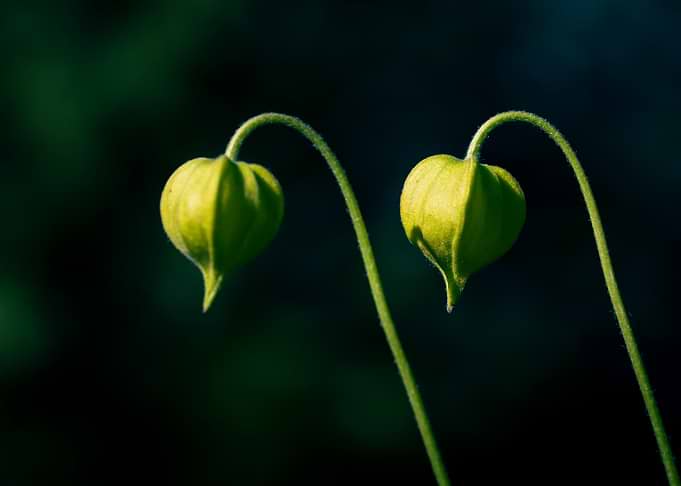 Two Green Flower Buds