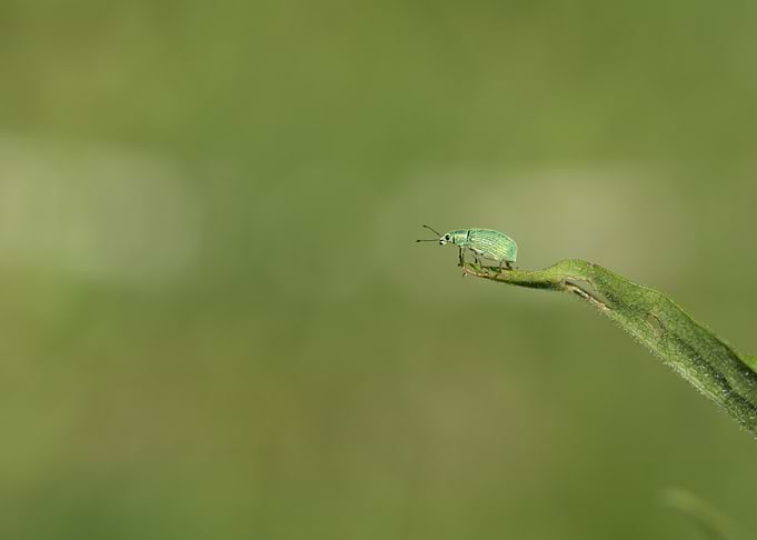 Tiny Green Weevil on Leaf