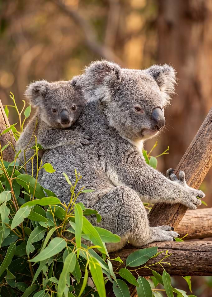Koala Mother and Baby on Tree