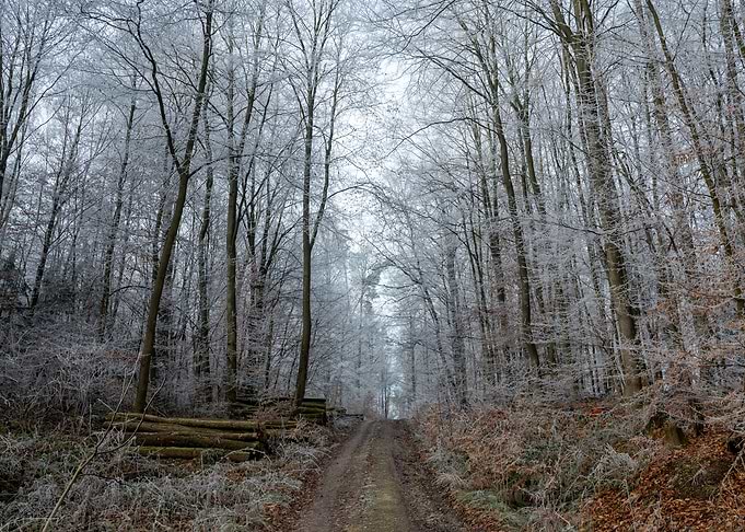 Frosty Winter Forest Path