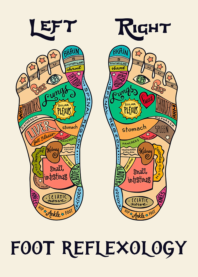 Foot Reflexology Chart Illustration