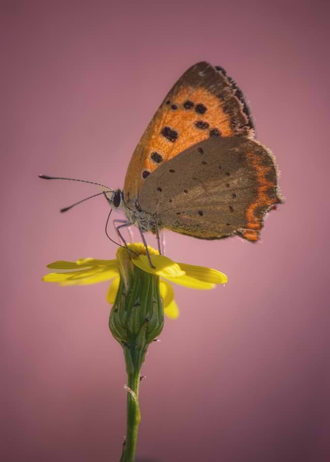 Small Copper Butterfly on Yellow Flower