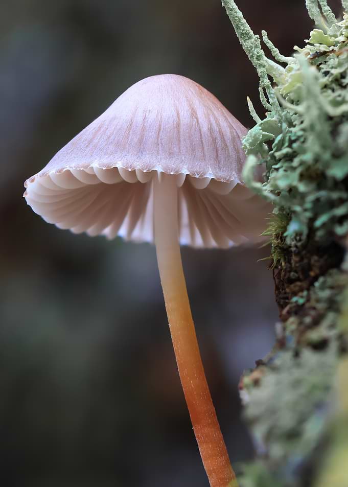 Delicate Wild Mushroom in Forest