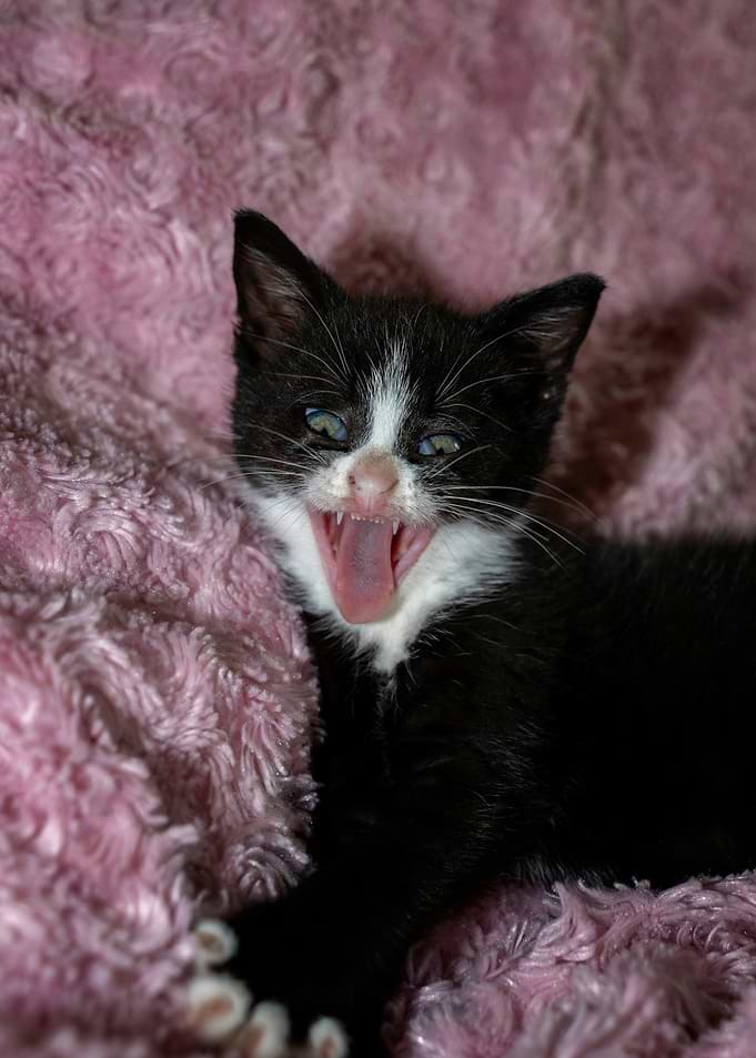 Yawning Black and White Kitten