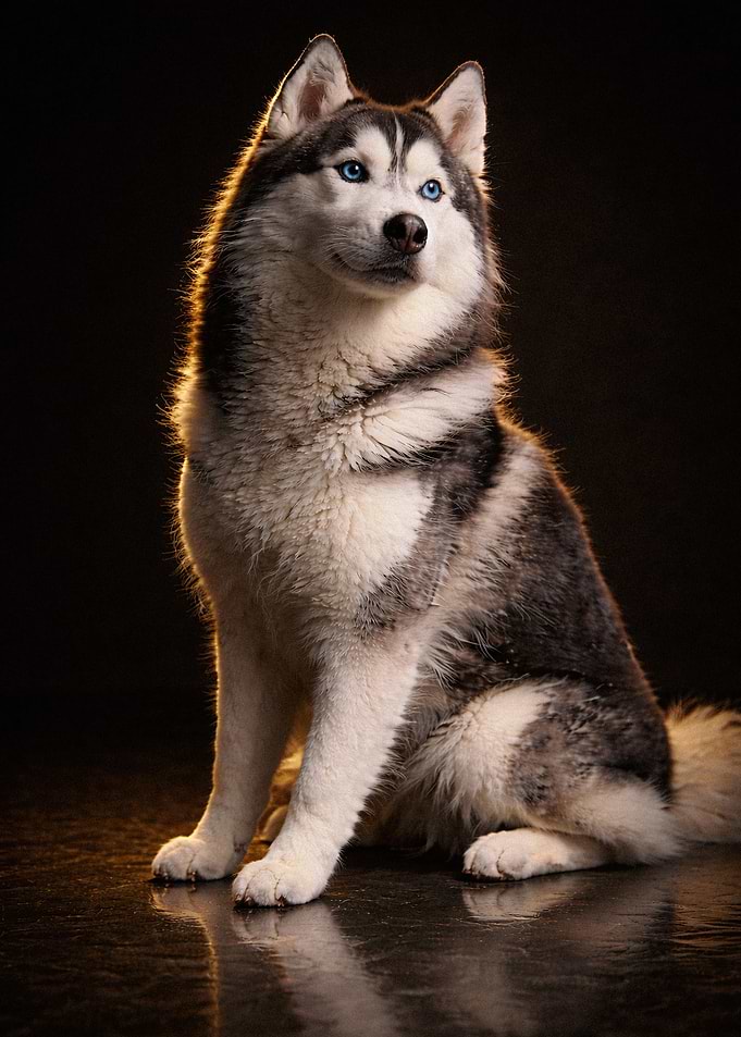Majestic Siberian Husky Portrait