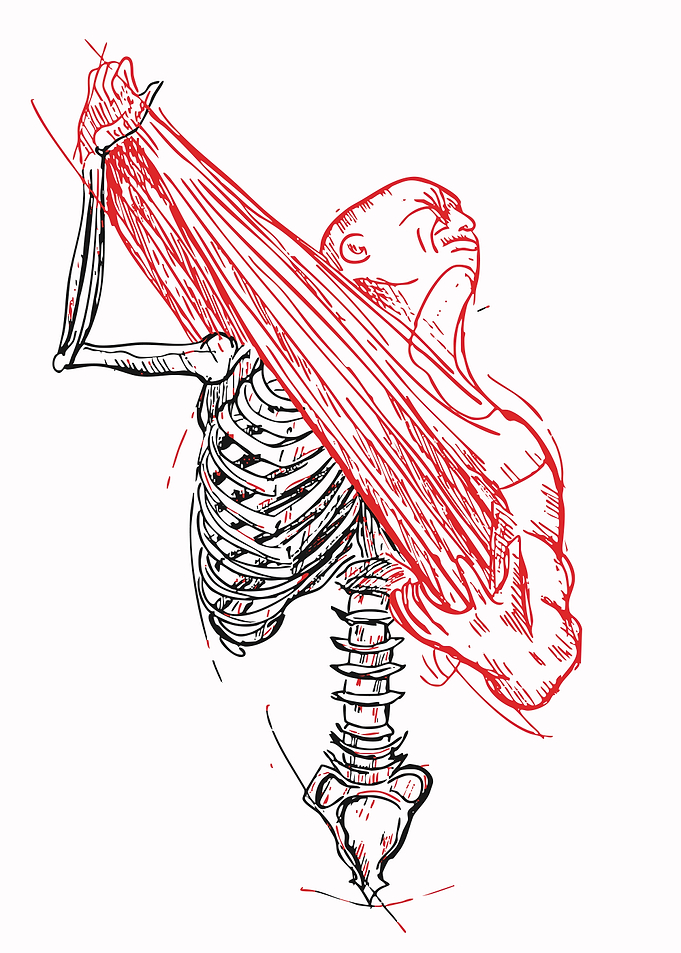 Anatomical Sketch of Human Torso