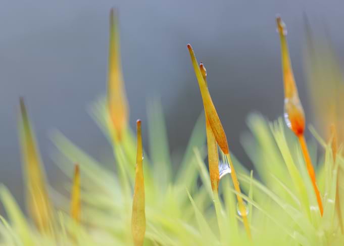 Macro Moss Sporophytes with Dewdrops