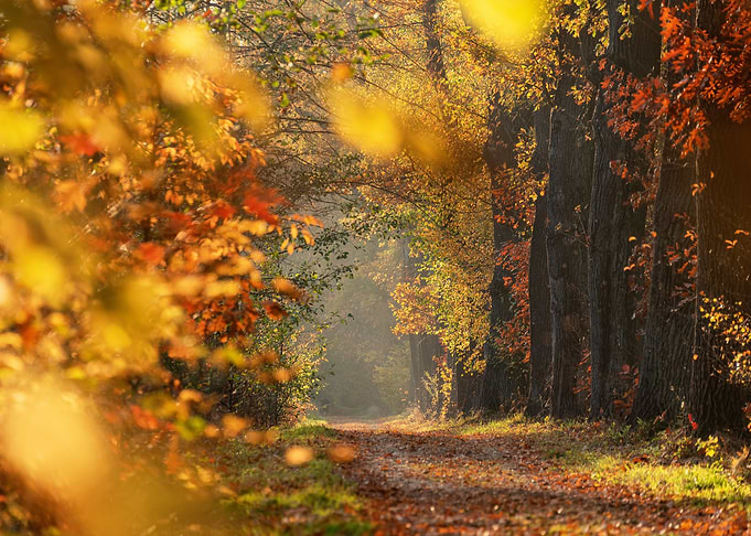 Golden Autumn Forest Path