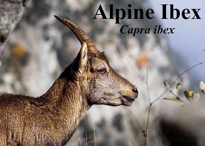 Alpine Ibex Wildlife Portrait