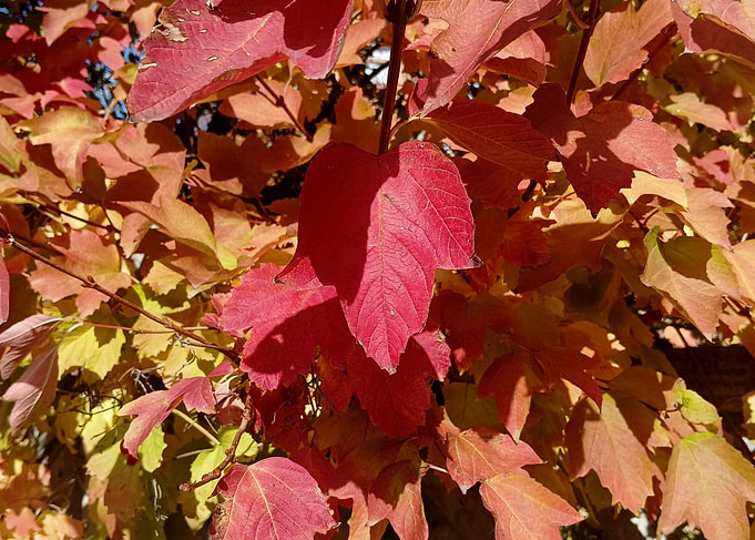 Vibrant Red and Yellow Autumn Leaves