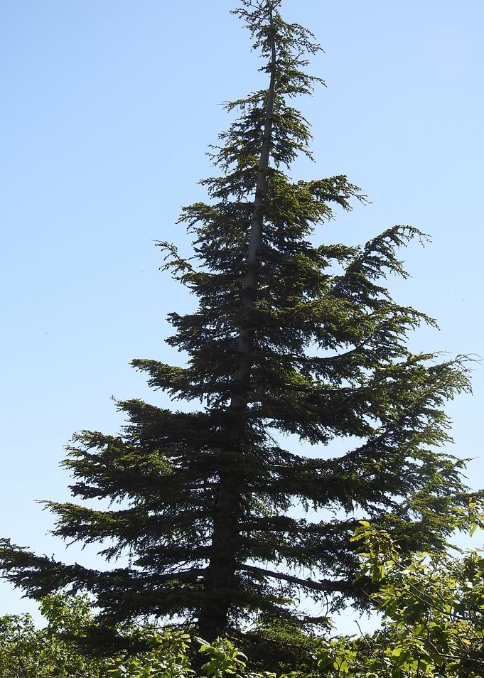 Tall Evergreen Conifer Tree