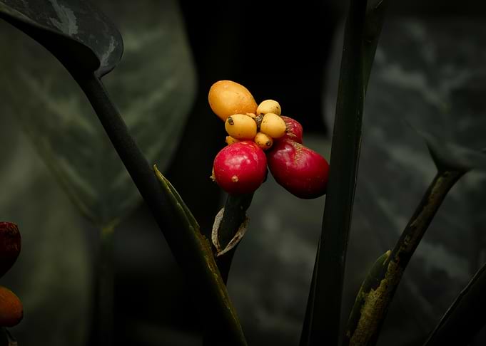 Close-up of Vibrant Red and Yellow Berries