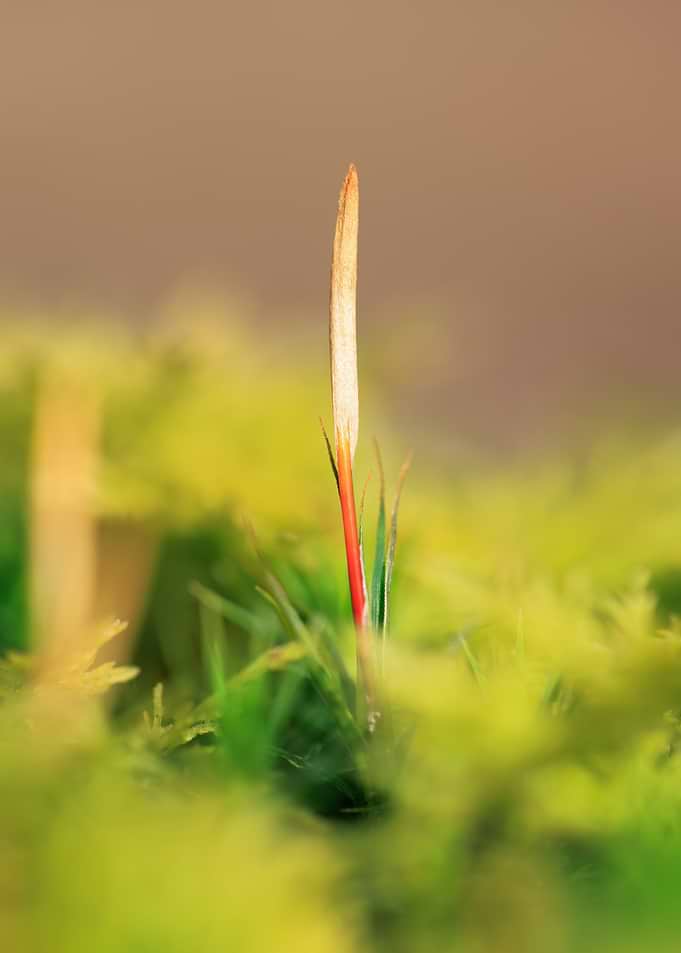 Macro shot of moss sporophyte