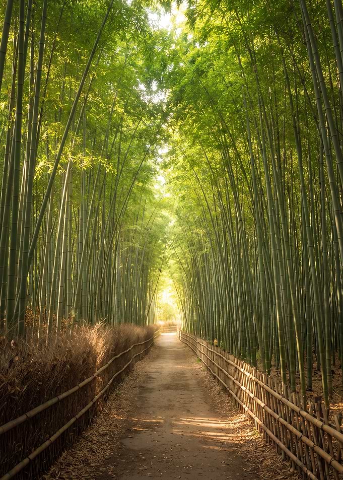 Serene Bamboo Forest Path