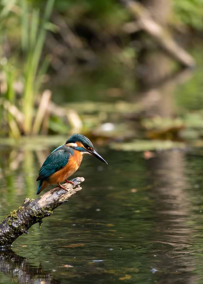 Common Kingfisher Perched on Branch