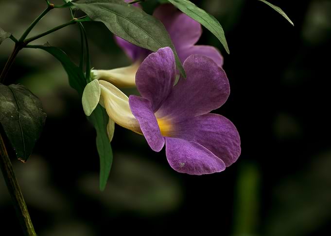 Purple Thunbergia Flower Close-up