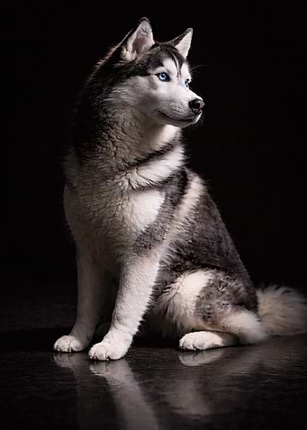Majestic Siberian Husky Portrait