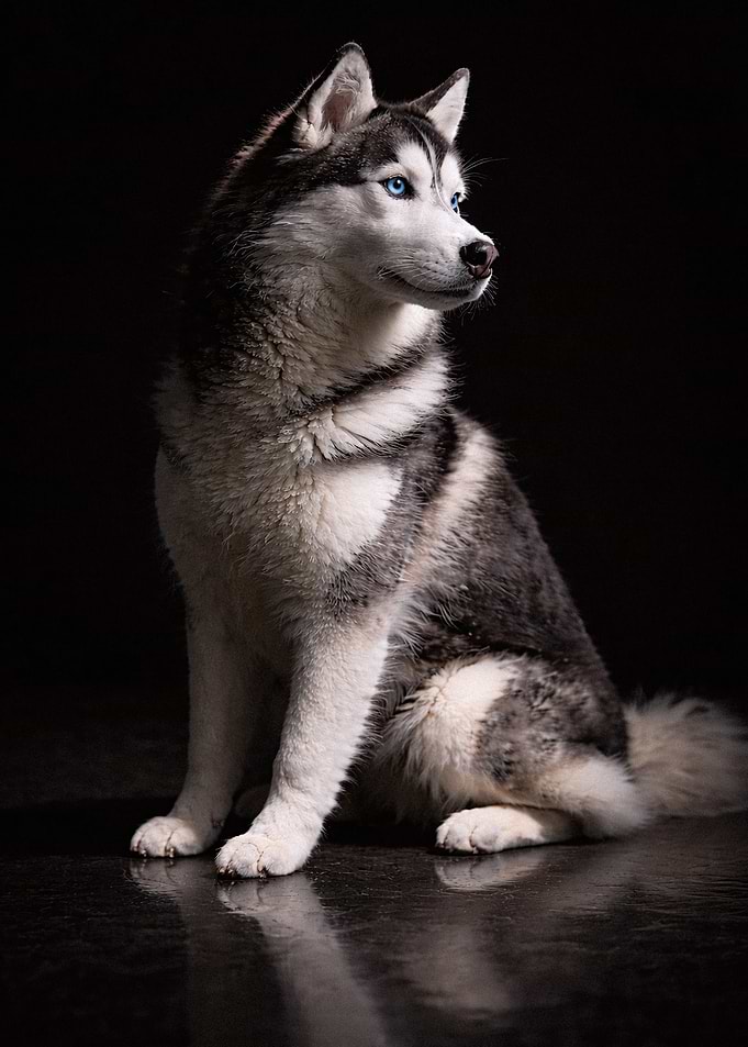 Majestic Siberian Husky Portrait