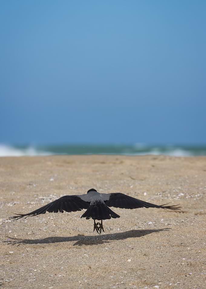 Crow taking flight on sandy beach