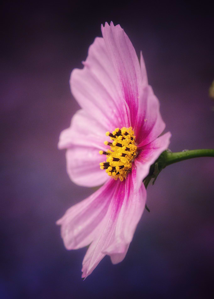 Pink Cosmos Flower Side View