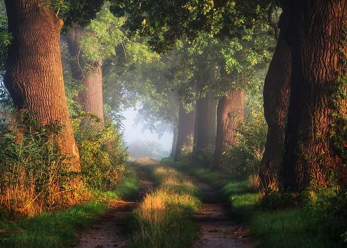Misty Forest Path at Sunrise