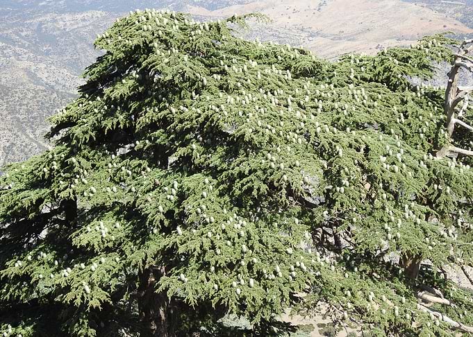 Cedar of Lebanon Tree