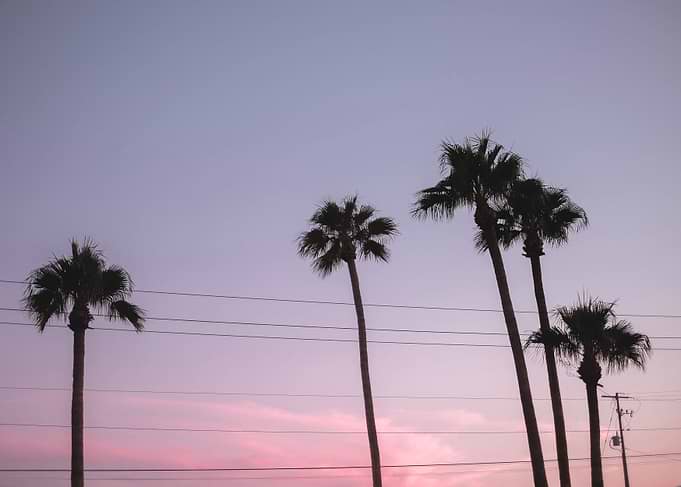 Arizona, USA | Palm tree silhouettes at sunset with pink pastel aesthetic tropical sky in the American West
