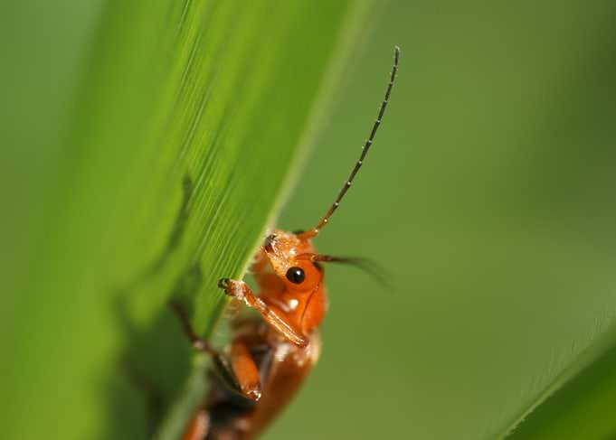 Macro shot of a red beetle