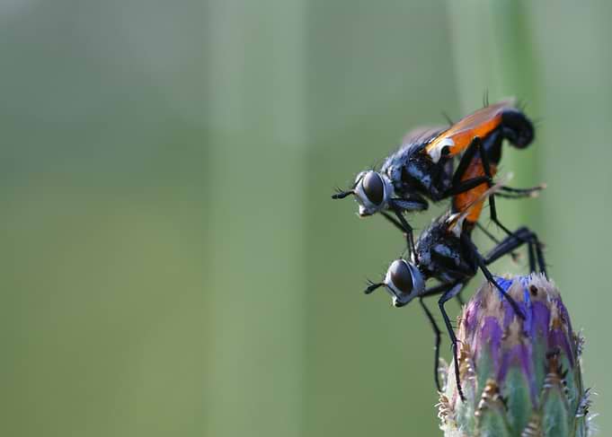 Two Flies Mating on a Flower