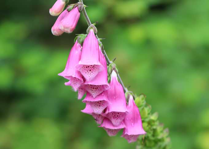 Vibrant Pink Foxglove Flowers