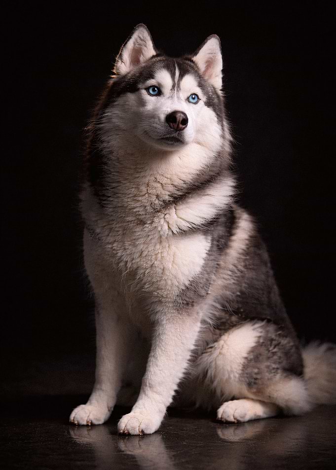 Portrait of a Siberian Husky