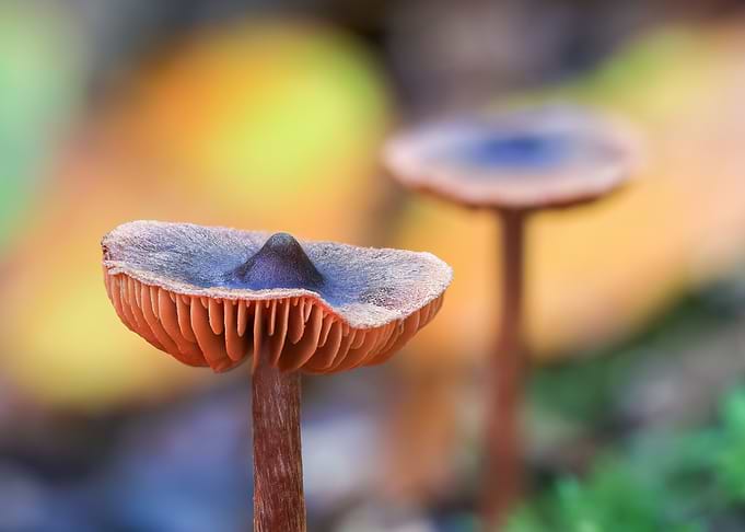 Macro photography of two small mushrooms