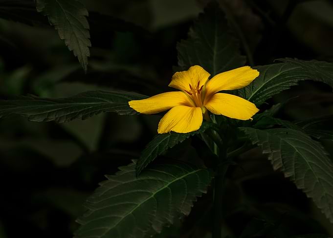 Vibrant Yellow Flower in Dark Foliage