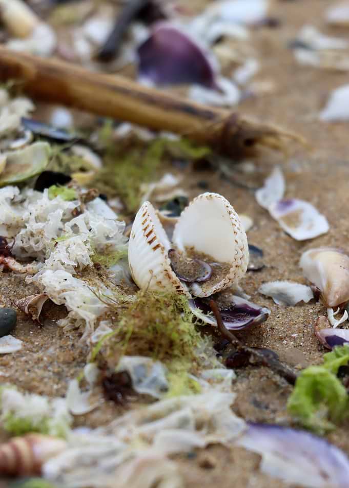 Open Seashell on Sandy Beach